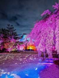 Nighttime Guide to Kodai-ji Temple: Kyoto’s Hidden Night Sakura Gem