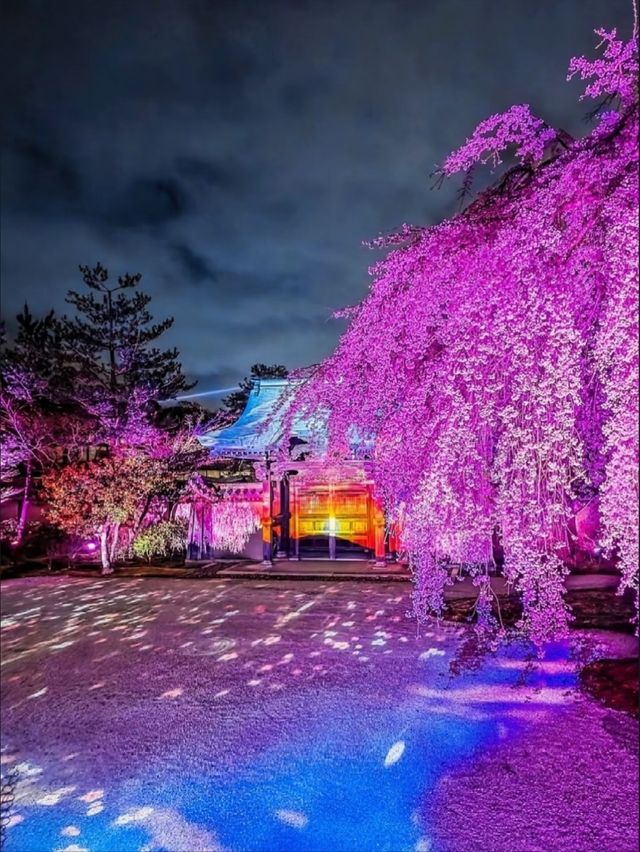Nighttime Guide to Kodai-ji Temple: Kyoto’s Hidden Night Sakura Gem