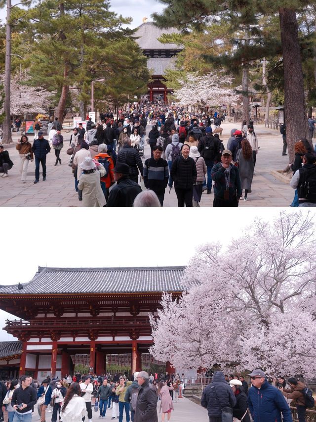 Nara | Stunning Cherry Blossoms at the Millennium-Old Todai-ji Temple! 🌸