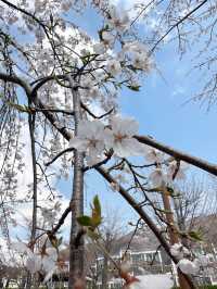 Petals & Paradise: My Cherry Blossom Adventure in Jinhae