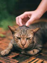 คาเฟ่วาเร่ คาเฟ่ลับ ลับ เมืองนครพนม