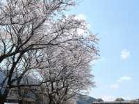 พาชมซากุระริมแม่น้ำ Oita | Yufuin