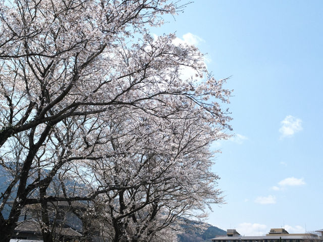 พาชมซากุระริมแม่น้ำ Oita | Yufuin