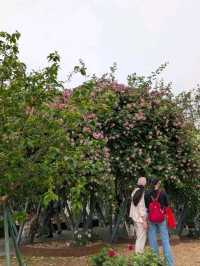 A Dream Among Orchids: A Stroll Through Shanghai Botanical Garden