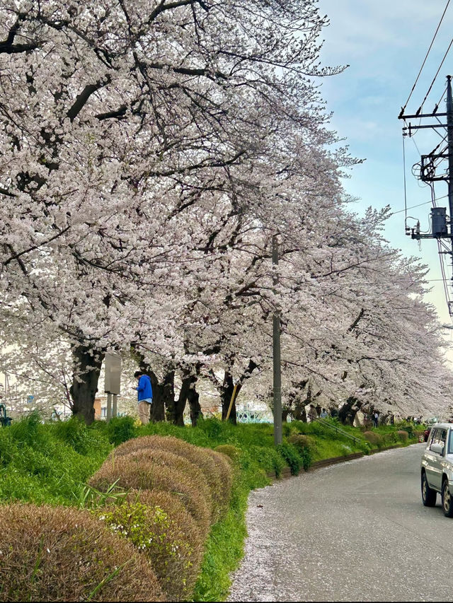 Kita-Koshigaya | The Most Beautiful Spring is Right Beside Us 🌸