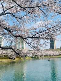 Cherry Blossoms at Seokchon Lake: A Fairytale Scene with Lotte World's Magic Castle