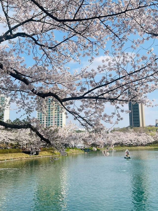 Cherry Blossoms at Seokchon Lake: A Fairytale Scene with Lotte World's Magic Castle