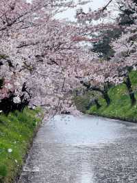 Sakura Rain at Hirosaki Park: A Dreamy Spring Wonderland