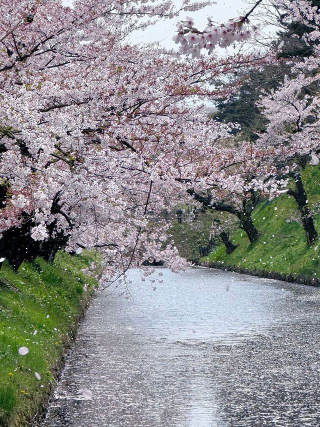 Sakura Rain at Hirosaki Park: A Dreamy Spring Wonderland