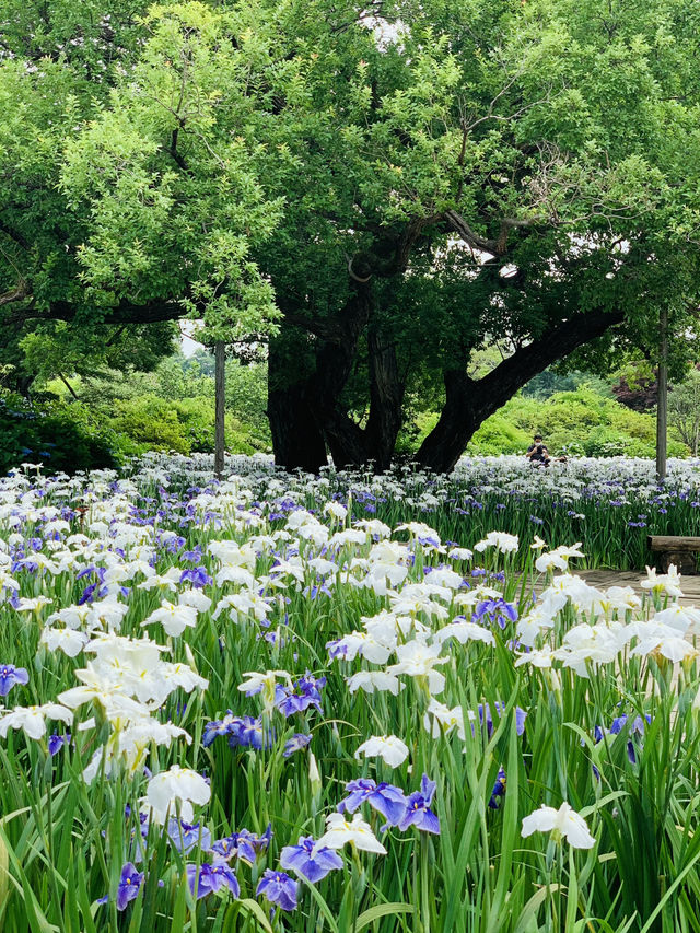 【栃木】藤の花だけでなく、菖蒲、紫陽花も素晴らしい