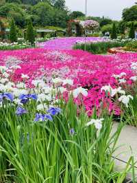 【栃木】藤の花だけでなく、菖蒲、紫陽花も素晴らしい