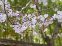 Hakone Gardens: A Springtime Escape in Saratoga