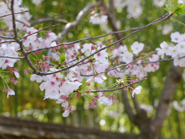 Hakone Gardens: A Springtime Escape in Saratoga