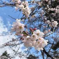 走吧！赴一場粉色之約🌸