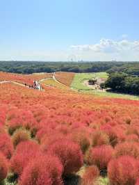 🇯🇵10月必到超好拍的東京近郊國立公園