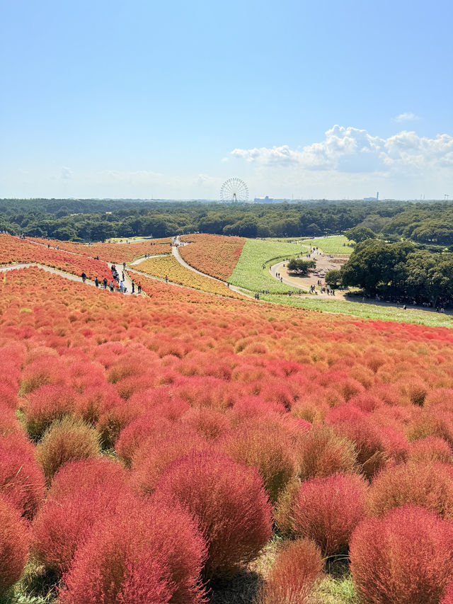 🇯🇵10月必到超好拍的東京近郊國立公園