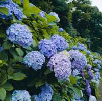 東京紫陽花聖地就在市區當中！看繡球花要去「飛鳥山公園」