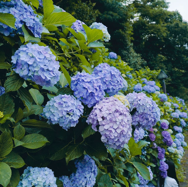 東京紫陽花聖地就在市區當中！看繡球花要去「飛鳥山公園」