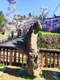 嘉義阿里山櫻花繽紛綻放