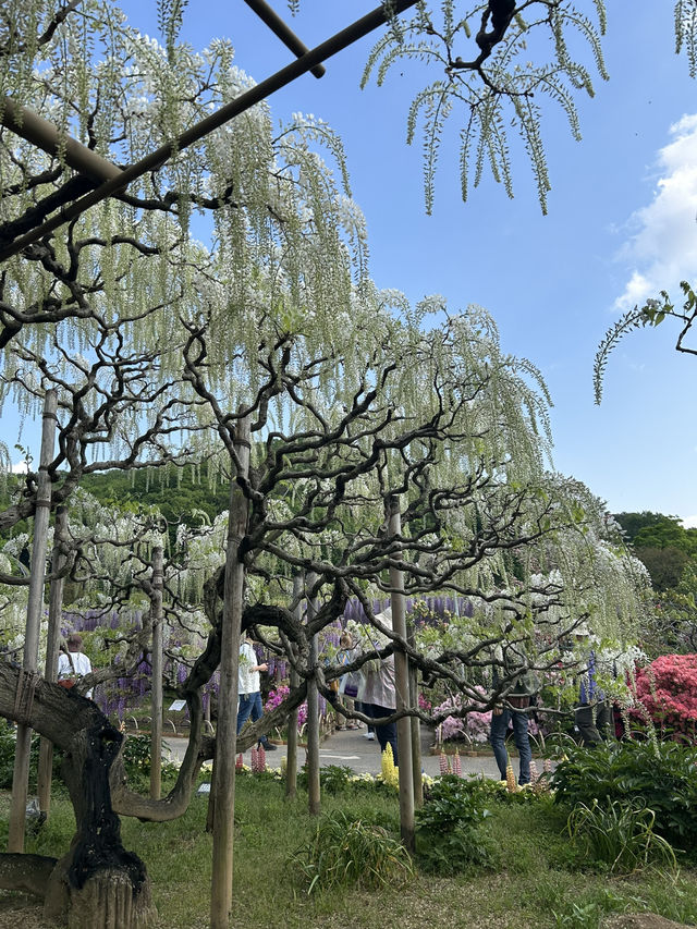 【足利】満開の藤の花を楽しもう