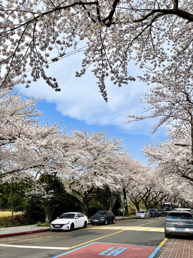 Jeju Island Right Now? Absolutely STUNNING — Like a Scene from a Dream!