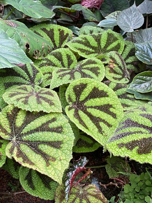 深圳仙湖植物園陰生園有藝術品？！但陰生園在那兒？