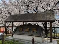 大阪賞櫻-毛馬櫻之宮公園，JR一出站就是浪漫的櫻花海
