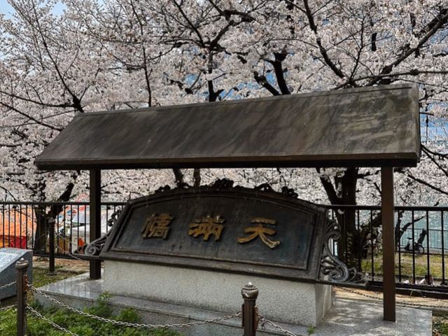 大阪賞櫻-毛馬櫻之宮公園，JR一出站就是浪漫的櫻花海