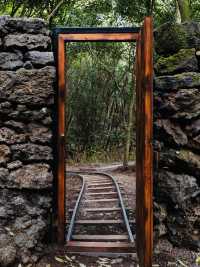 Jeju's Magical Photo Forest: Sanyang Keunkot Review