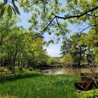 Tsuruma Park: A Cherry Blossom Escape in Nagoya