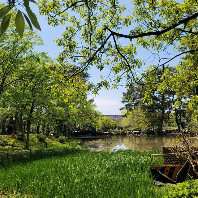 Tsuruma Park: A Cherry Blossom Escape in Nagoya