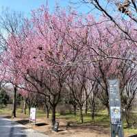 Where Terracotta Warriors Dance With Blossoms
