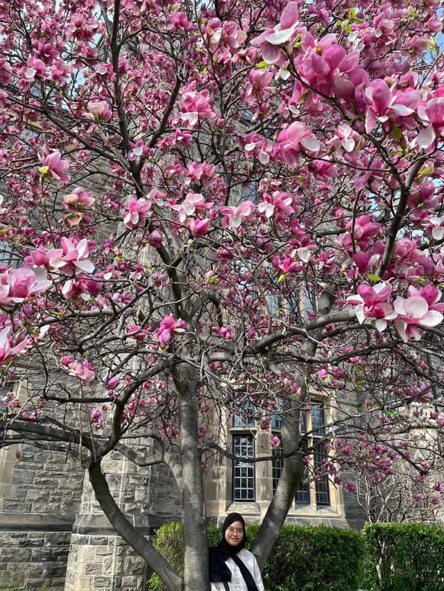 Magnolia