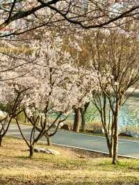 Incheon Cherry Blossoms: A Hidden Gem for Perfect Shots 🌸📸