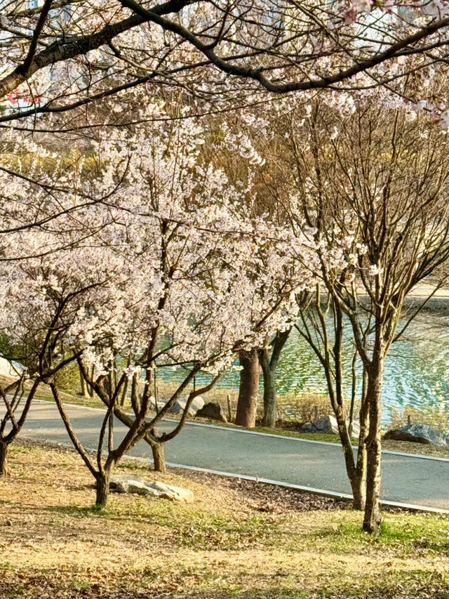 Incheon Cherry Blossoms: A Hidden Gem for Perfect Shots 🌸📸