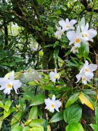 เส้นทางศึกษาธรรมชาติ กิ่วแม่ปาน - ดอยอินทนนท์