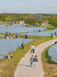 Uminonakamichi สวนดอกไม้ริมทะเลแห่งฟุกุโอกะ
