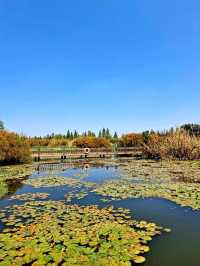 Baofeng Wetland
