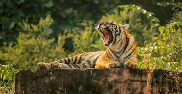 Ranthambore Tiger Reserve