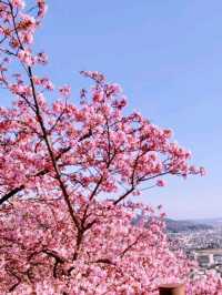 Matsuda Sakura