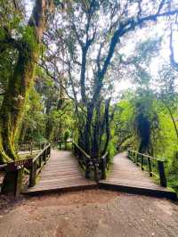 Your Springtime Escape into Chiang Mai’s Cloud Forest