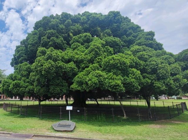 #國立成功大學-台南市東區