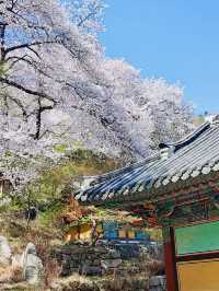 The Beauty of Daewonsa