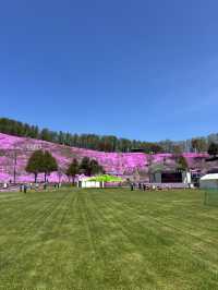 ひがしもこと芝桜公園で春の絶景体験！ピンクのじゅうたんに包まれる感動スポット