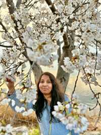Gangneung in Bloom: A Coastal Cherry Blossom Retreat