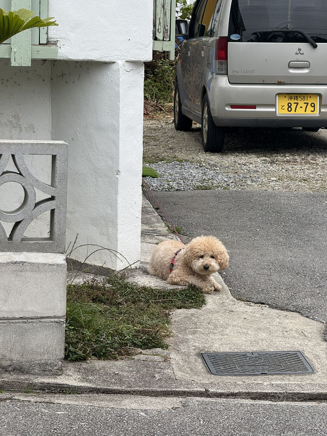 Okinawa dump 🤍✨
