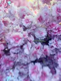 “Pinky Cherry Blossoms Worth Photo-Insta”