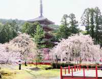 醍醐の花見　枝垂桜が美しすぎる