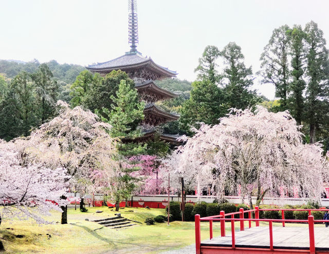 醍醐の花見　枝垂桜が美しすぎる