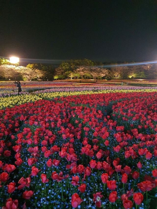 일본에서 빛나는 꽃구경🌷